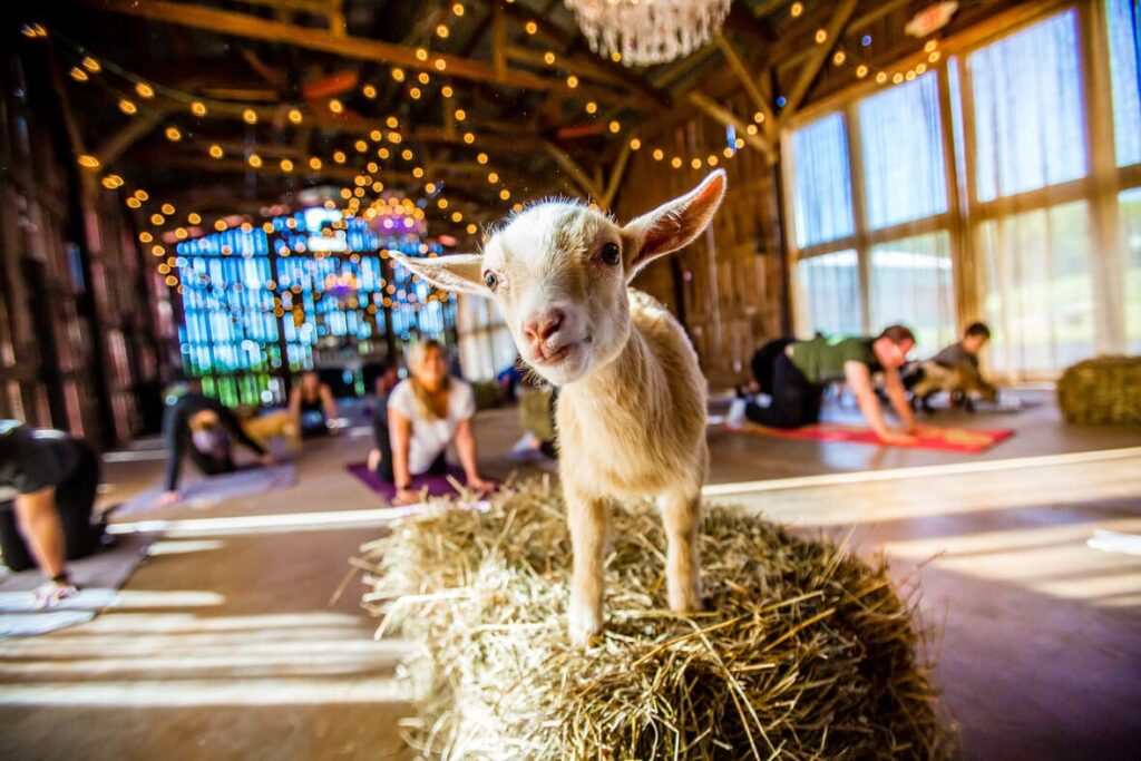 goat yoga