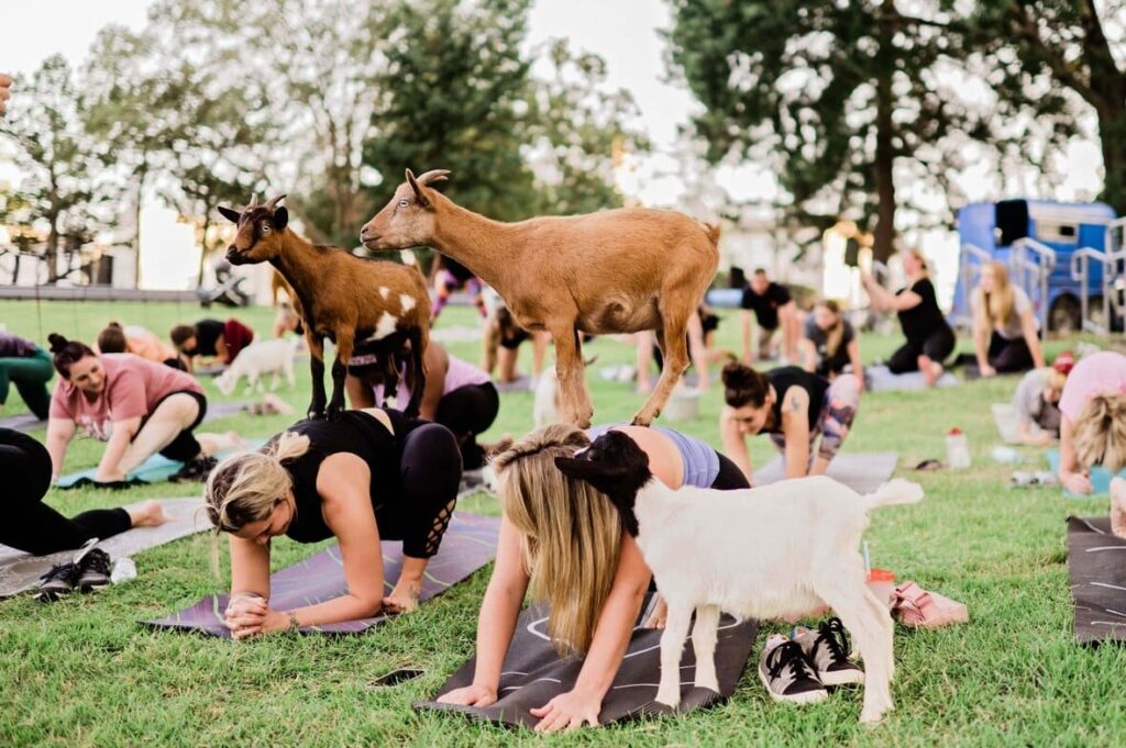yoga with goats