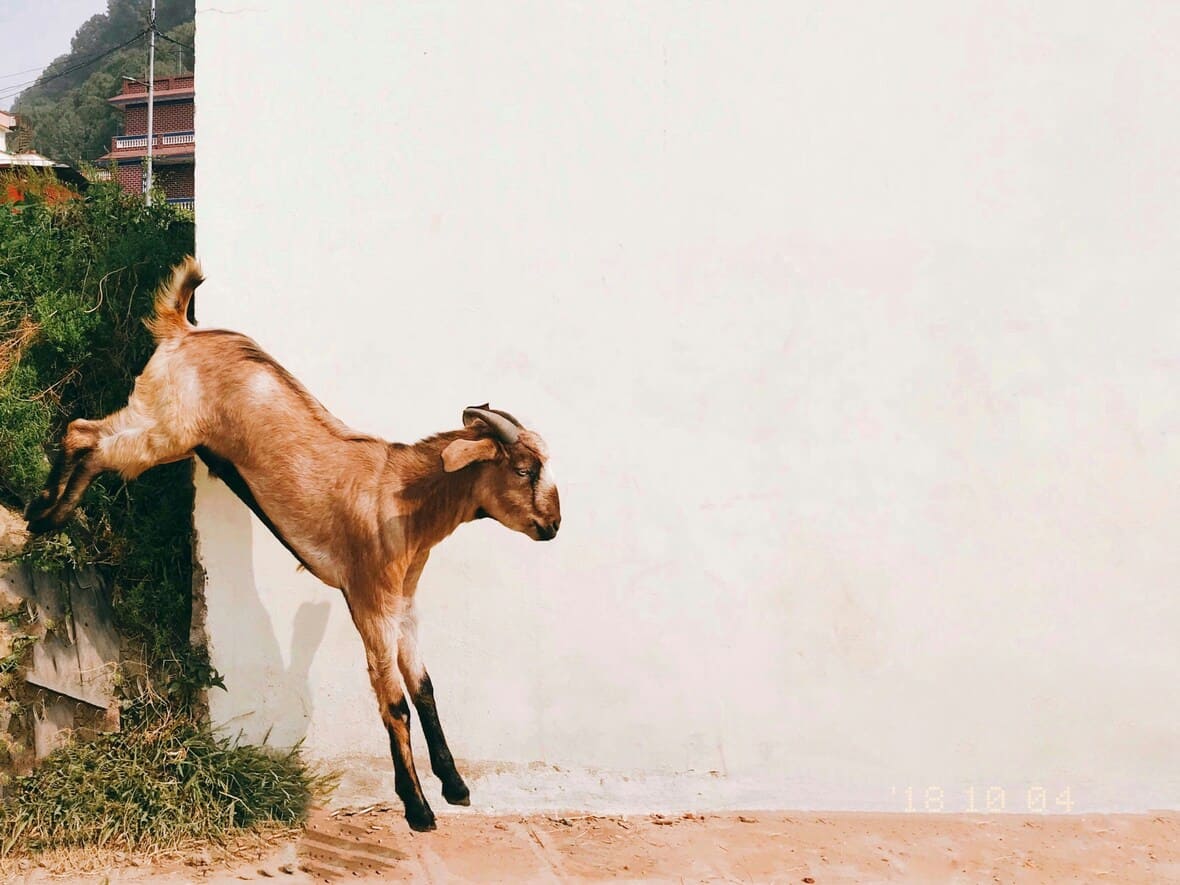 yoga with goats